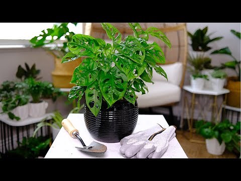Swiss Cheese Plant (Monstera Adansonii) Care & Growing Guide - Plant Mom Care