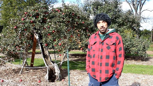 2.3K views · 118 reactions | Gorgeous fall day to harvest apples! Today our volunteers helped us pick apples from the oldest tree on site, the Stayman Winesap variety. This tree is at least 102 years old! | Applewood | Facebook