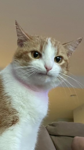 Funny Cat Making Silly Faces Compilation