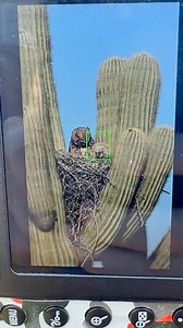 211K views · 7.5K reactions | Momma Great Horned Owl brought food for...