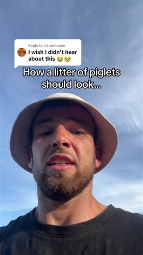 The Perfect Litter: What Piglets Should Look Like