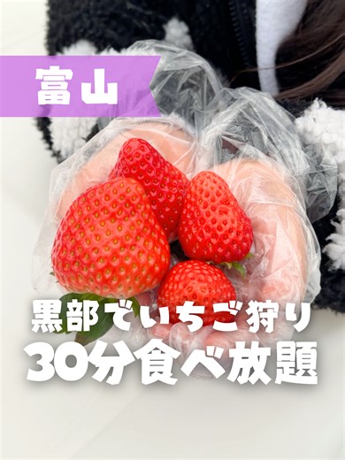 いちご狩りシーズン到来！黒部市で楽しもう🍓✨