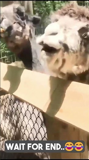 The Ultimate Blooper Reel: Side-Splitting Moments