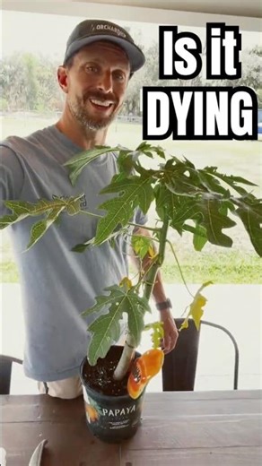 👉 Why I Crushed My Papaya Leaf With a Garlic Press