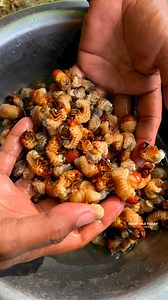 ABALING💚 Isang exotic food na madalas matatagpuan sa Lambak ng Cagayan o Cagayan Valley region. Ito ay larva ng salagubang (asimawa in itawes o june beetle sa english) na kadalasang ginagawang delicacy dito sa rehiyon. Kadalasang ginigisa ito o ginagawang dried adobo ng mga lokal. Nakatikim ka na ba nito? #beetle #exotics #exoticfood #ilocanoreels #ilocanofood #abaling #buhayprobinsya #CagayanValley #pagkaingpinoy #pinoy #pinoyfood #food #foodie #culture #traditional #trending #trendingreels #v