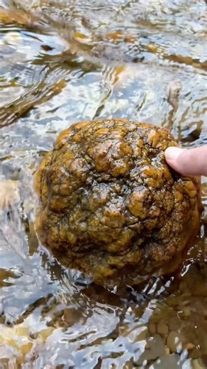 Big ole Indiana geode #geodehunting #indianageode #geodecracking #rockhound