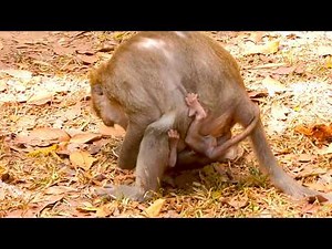 Hilarious Moment! Monkey Button Teaches Her Baby a Fun Jungle Lesson