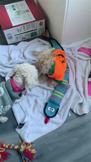 Showing off his Halloween Costume to his Mummy and Daddy 🥺🥰💙💕💙🐶