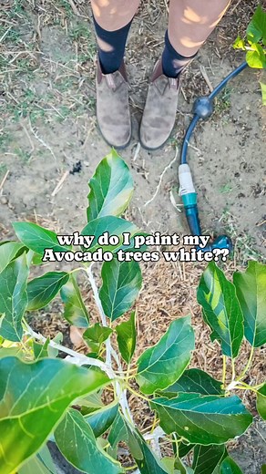 7.3K views · 18 reactions | "陋AVOCADO PLANTING TIPS 陋 Avocados are...