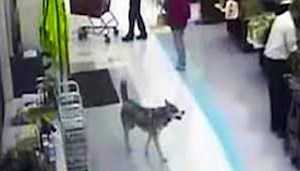 Husky Caught On Security Cameras Stealing Her Own Christmas Present From Grocery Store