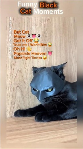 Funny Black Cat Moments #cat #funny #funnycats #animals #blackcat #meow #funnycat #kitten