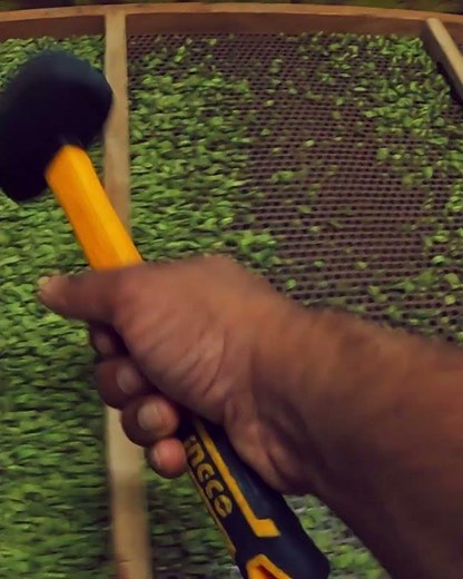 Traditional Cardamom sorting machine