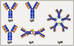 Immunology Practice Test on Antibodies or Immunoglobulins