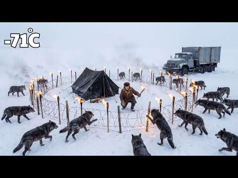 Alone Against the Pack | 80-Year-Old Driver Survives Wolves in Siberia