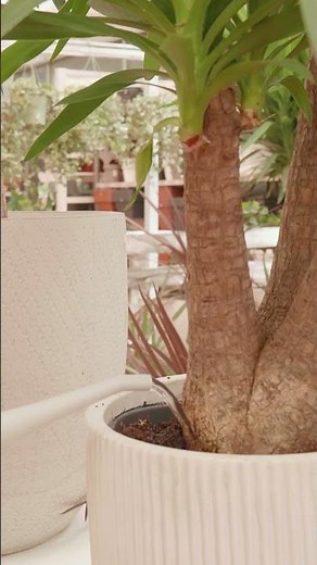 3 PALMERAS para el JARDÍN