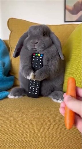 Funny Bunny Remote Control Memes Compilation
