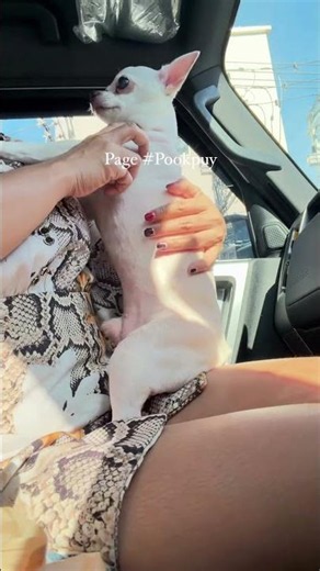lovely #dogs #love #dogsofinstagram#beautiful #dog#instagood #puppy #cute #dogstagram #Short videos