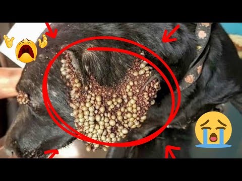 Dog's Ear Was a CAVE of Ticks The Most Satisfyin