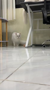 527K views · 28K reactions | walang kupas 藍 | Chloe and Casper | Facebook