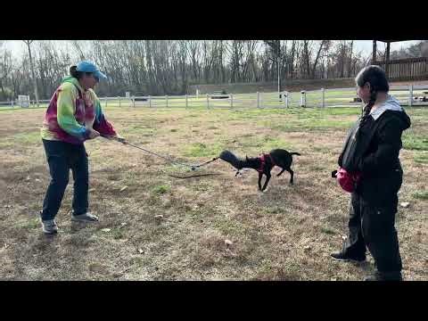 Ivy drive test grip setting bite development