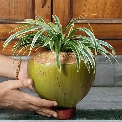Spider Plant Decoration in Green Coconut . . . #spiderplant #decoration #plantdecoration #plantdecorationidea #greencoconut #coconutshell #gardening #homegardening #indoorplants #indoorplantsdecor #plants #plantreels | Planting & Decoration