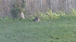 Global News at 5:30 Toronto: November 22, 2021