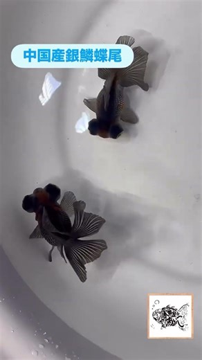 This goldfish has a butterfly-like tail.Isn't it beautful? #goldfish #aquarium