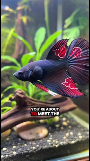 This Fish isn't from Earth.. or is it? Meet the Alien Betta👽🐟 #bettafish #follwformorevideos