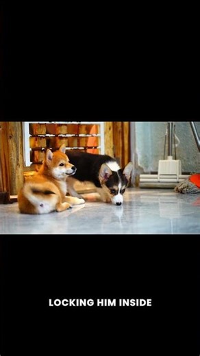 Shocking Reality: What Really Happens to Dogs During Mating