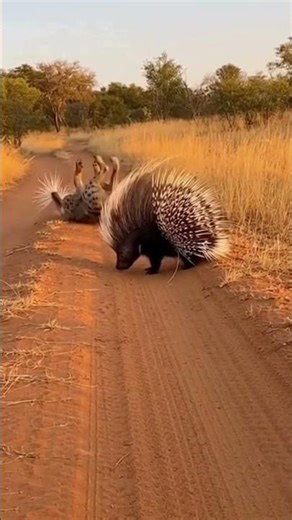 He Jumped Straight Into It! 😱💥