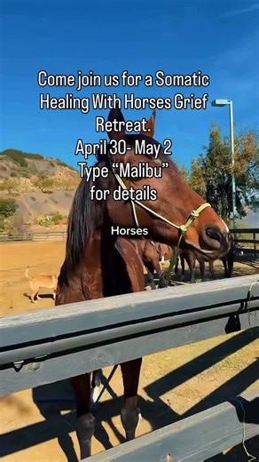 Angela Schellenberg on Instagram: "Healing With Horses Somatic Grief Retreat April 30 – May 3 Malibu This is not a workshop. And it’s not about fixing yourself. It’s a slow, held space for grief that lives in the body. Grief that words haven’t reached. Grief that adapted by staying functional. In this retreat, we work with horses because they don’t ask you to perform. They respond to breath. To pacing. To what’s actually happening inside. There is no riding. Only gentle, consent-based equine att