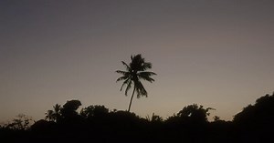 Palm tree at sunset - Free Stock Video Footage | Coverr
