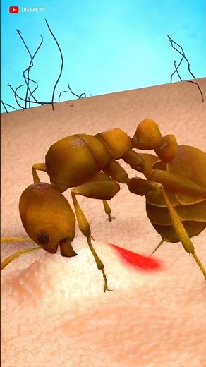 How Ants Bites us 🐜 | 3D Animation