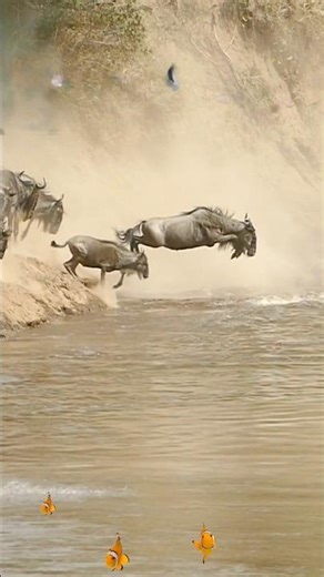 Wildebeest, migration and stream crossing #wildebeest #wildlife #wildanimals