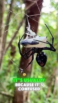 Why Do Spiders RUN Toward Humans When Scared? 😨🕷️