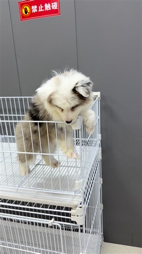 Border Collie цэнхэр нүдэн содон зүс байна Ийм өнгө ямар санагдаж байна? | Winner Plus Mongolia