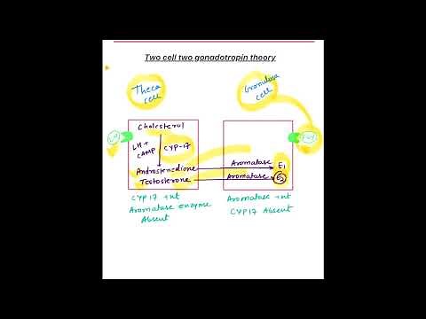 TWO CELL TWO GONADOTROPIN THEORY || MEDEASY|| DR.DK||