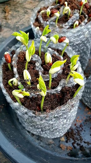 3.5M views · 25K reactions | Seed Snail Roll method using bubble wrap.  #fypシ゚viralシ #viralreels #viralvideoシ #gardeningph #growyourownfood #gardeningtips #gardening #organicgardening #plantlife #viral #seedsnailmethod | Ceen's Haven & Gardens | Facebook