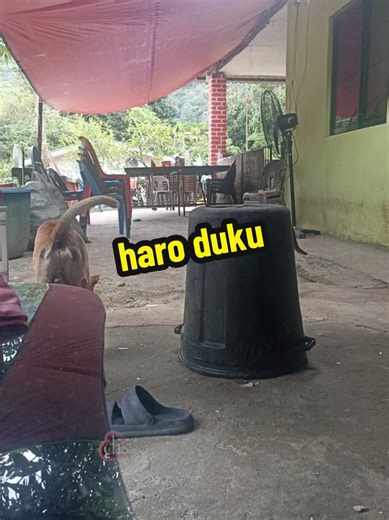 JSON OZILIVIA (@_json_ozilivia)’s videos with original sound - sulemanmehar