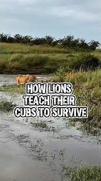 How Lions Teach Their Cubs to Survive.