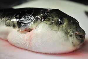 Fugu ~ Detailed Information | Photos | Videos
