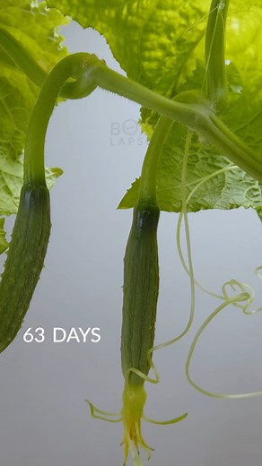 269K views · 6.2K reactions | 81 Days in 34 Seconds - Seed to Cucumber | Boxlapse | Facebook