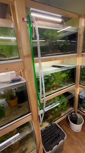 Short tour of my cold fishroom. Goodeids and Xiphophorus stay here for the winter and the temperature can go down to 12 degrees Celsius. In summer this is the breeding room for the species that stay inside and need some extra attention. #rarelivebearers | Alderhandt's Fish for Hobby