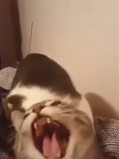 Top Funny Cat moments😂😂😂 #fyp #viral #uktiktok #petsoftiktok #pets | funny cats