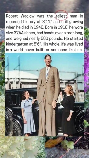 Robart wadlow was the tallest