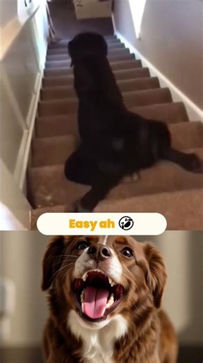 Easy Going 🤣 #dog #dogreaction #laugh #trending #comedy #reaction #reactionvideo #cat #dogshorts