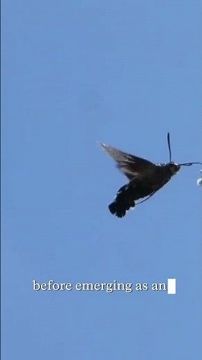 The Hummingbird Hawk-moth: A Nectar-Sipping Masterpiece