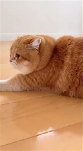 Chunky Cat’s Playtime Party