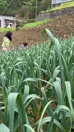 14K views · 632 reactions | Today, I'm excited to share with you a dish that embodies the flavors of rural China - stir-fried bamboo shoots with cured meat! Can you guess what type of bamboo shoots I'm using? #新农人计划2025 #用抖音记录农村真实生活 #三农流量扶持计划 #竹笋炒腊肉 #乡村里的这些味道 | China country life | Facebook