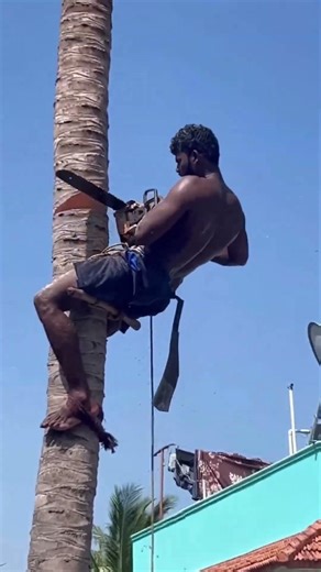 🌳⚠️ El error fatal al cortar un árbol que casi le cuesta todo 😱#shorts #trending #viralreels